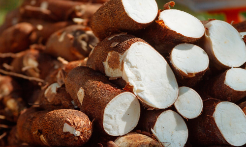 ഒരു കിലോ ക​പ്പയുടെ വില കേട്ടാൽ ഞെട്ടും; വില കുത്തനെ ഇടിഞ്ഞതോടെ ആർക്കും വേണ്ട