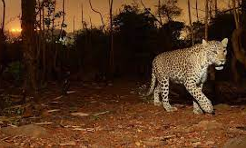 അ​ക​ത്തേ​ത്ത​റ​യി​ൽ വീ​ണ്ടും പു​ലി; ആ​ശ​ങ്ക​യോ​ടെ നാ​ട്ടു​കാ​ർ