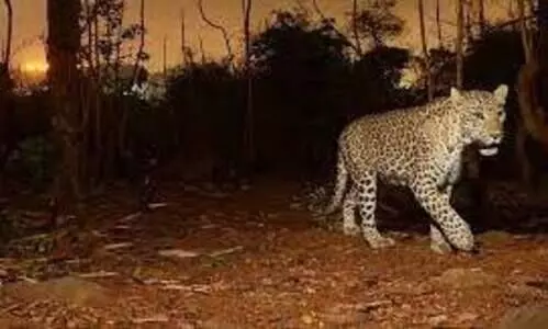 അ​ക​ത്തേ​ത്ത​റ​യി​ൽ വീ​ണ്ടും പു​ലി; ആ​ശ​ങ്ക​യോ​ടെ നാ​ട്ടു​കാ​ർ