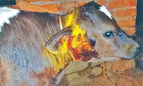 കടുവ പശുക്കിടാവിനെ ആക്രമിച്ചു; ഭീതിയൊഴിയാതെ നാട്ടുകാർ