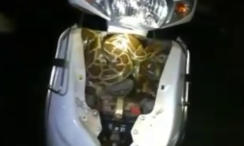 സ്​​കൂ​ട്ടി​യി​ൽ പാ​മ്പി​നൊ​പ്പം യു​വാ​വ്​ സ​ഞ്ച​രി​ച്ച​ത്​ 30 കി​ലോ​മീ​റ്റ​ർ