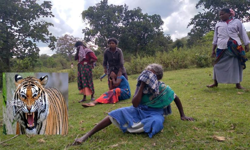 നാലു പേരെ കൊന്നു; ഒടുവിൽ നരഭോജി കടുവയെ കൊല്ലാൻ ഉത്തരവ്​