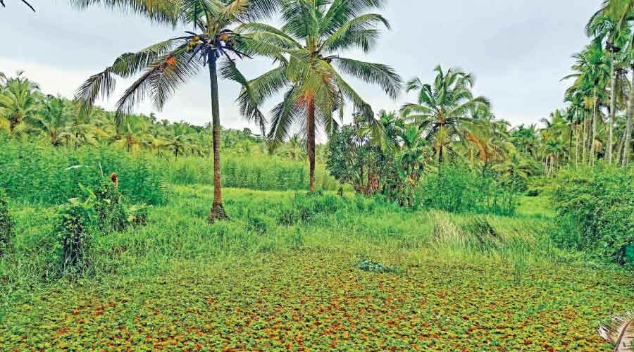 എം.എൽ.എ ഇടപെട്ടു ; പാടശേഖരം നികത്താനുള്ള നീക്കം തടഞ്ഞു എം.എൽ.എ ഇടപെട്ടു ; പാടശേഖരം നികത്താനുള്ള നീക്കം തടഞ്ഞു
