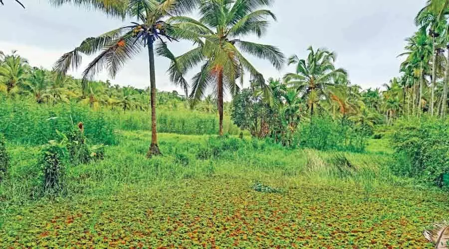 എം.എൽ.എ ഇടപെട്ടു ; പാടശേഖരം നികത്താനുള്ള നീക്കം തടഞ്ഞു എം.എൽ.എ ഇടപെട്ടു ; പാടശേഖരം നികത്താനുള്ള നീക്കം തടഞ്ഞു