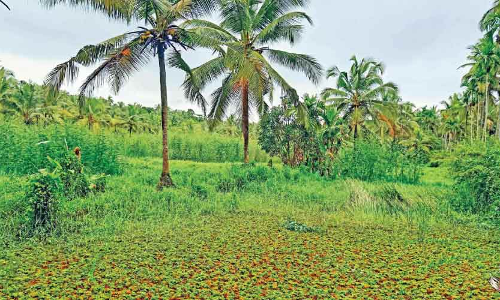 എം.എൽ.എ ഇടപെട്ടു ; പാടശേഖരം നികത്താനുള്ള നീക്കം തടഞ്ഞു