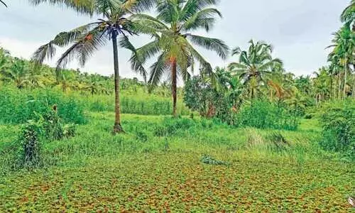 എം.എൽ.എ ഇടപെട്ടു ; പാടശേഖരം നികത്താനുള്ള നീക്കം തടഞ്ഞു
