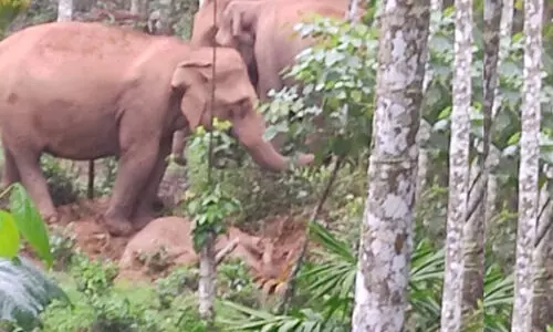 ആനകളുടെ അലർച്ച കേ​ട്ടെത്തിയപ്പോൾ കണ്ടത്​ ചളിയിൽ കുടുങ്ങിയ കുട്ടിയാനയെ; രക്ഷിക്കാനുള്ള ശ്രമം പരാജയം, ഒടുവിൽ ചരിഞ്ഞു