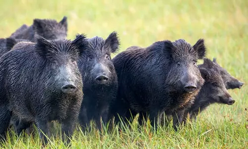 wild boar