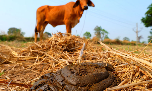 cow dung