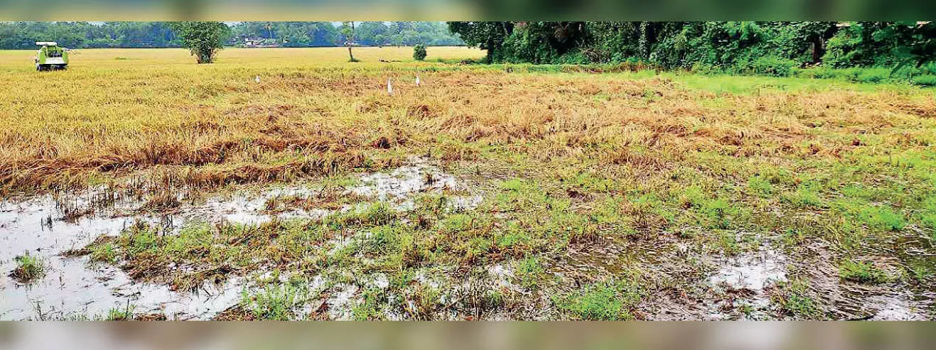 67 acres of paddy cultivation under water