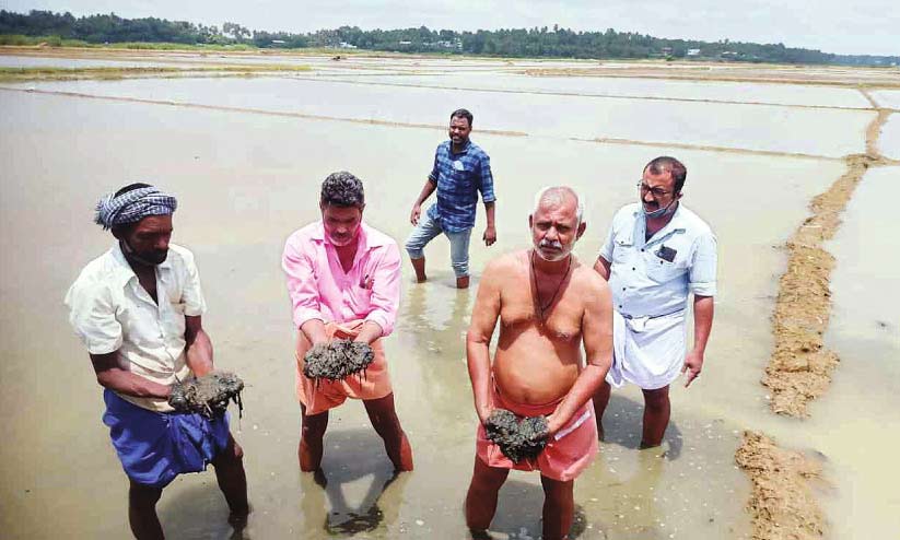 മനക്കൊടി അകംപാടത്ത് നൂറേക്കർ നെൽകൃഷി നശിച്ചു മനക്കൊടി അകംപാടത്ത് നൂറേക്കർ നെൽകൃഷി നശിച്ചു