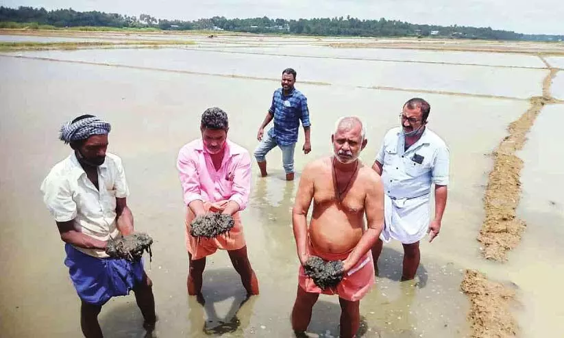 മനക്കൊടി അകംപാടത്ത് നൂറേക്കർ നെൽകൃഷി നശിച്ചു മനക്കൊടി അകംപാടത്ത് നൂറേക്കർ നെൽകൃഷി നശിച്ചു