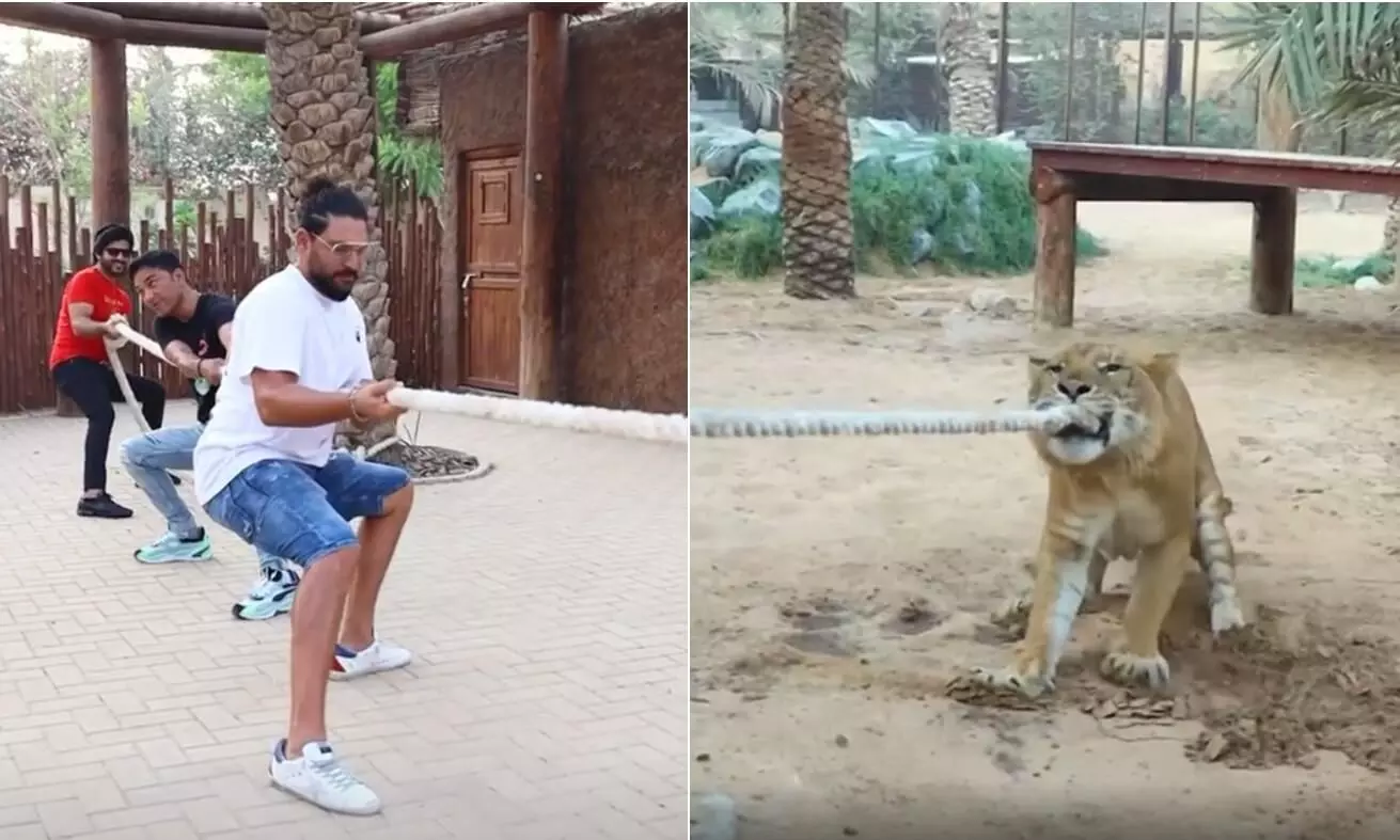 ലൈഗറുമായി വടംവലി, കരടിക്ക്​ തീറ്റകൊടുക്കൽ, പെരുമ്പാമ്പിനെ കഴുത്തിലണിയൽ; യുവി കുറച്ച്​ തിരക്കിലാണ്​