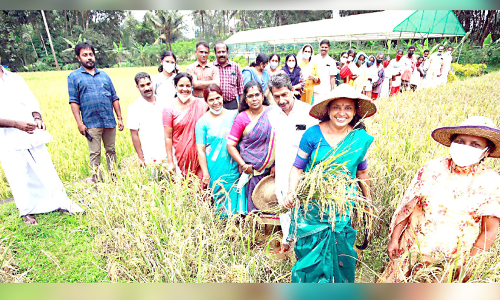 Harvest festival in Karimannoor