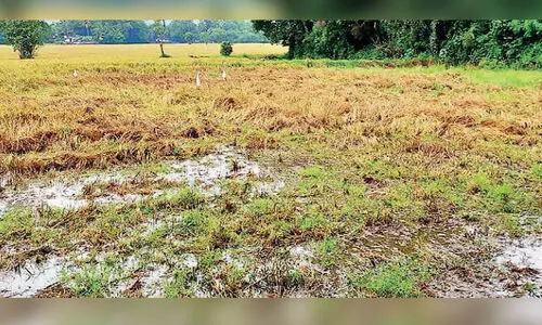67 acres of paddy cultivation under water