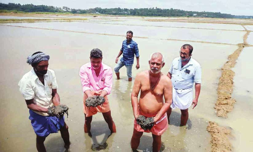 മനക്കൊടി അകംപാടത്ത് നൂറേക്കർ നെൽകൃഷി നശിച്ചു