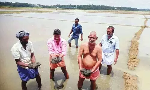 മനക്കൊടി അകംപാടത്ത് നൂറേക്കർ നെൽകൃഷി നശിച്ചു