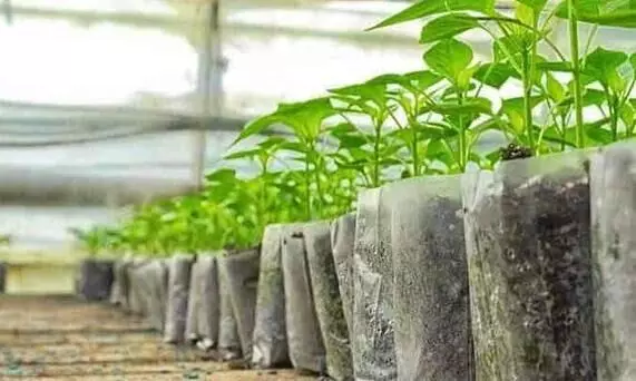 planting material planting material