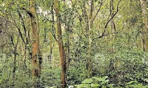 വന നിയമ​ത്തിൽ ഭേദഗതിക്കൊരുങ്ങി​ കേന്ദ്രം