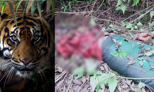 കൊന്നു തിന്നത്​ നാല്​ ആദിവാസികളെ; എന്നിട്ടും നരഭോജി കടുവയെ വെടിവെക്കരുതെന്ന്​ ചെന്നൈ ഹൈക്കോടതി