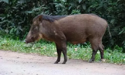 wild boar
