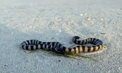 SEA SNAKE SEA SNAKE