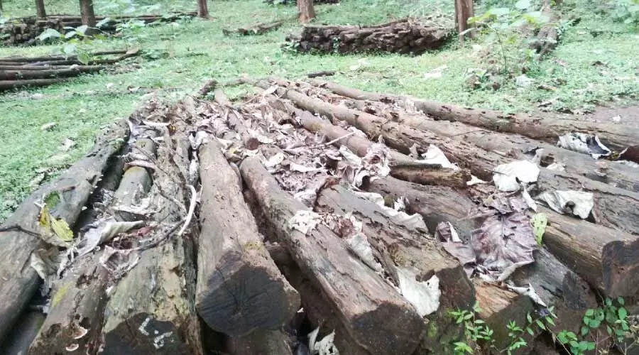 യഥാസമയം ലേലം ചെയ്തില്ല; ലക്ഷങ്ങളുടെ തേക്ക് കഴ നശിച്ചു