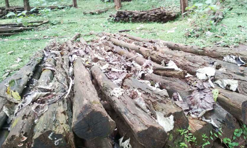 യഥാസമയം ലേലം ചെയ്തില്ല; ലക്ഷങ്ങളുടെ തേക്ക് കഴ നശിച്ചു