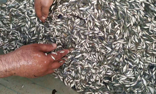 നദികളിൽ ഇനി മത്സ്യവിത്തുകൾ നിക്ഷേപിക്കില്ലെന്ന്​ മന്ത്രി സജി ചെറിയാൻ