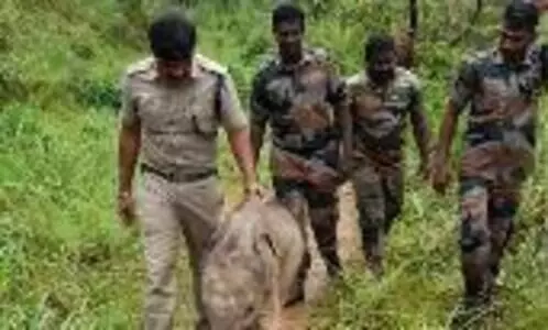 കുഴിയിൽ വീണ കുട്ടിയാനയെ രക്ഷപ്പെടുത്തി പിടിയാനകൊപ്പം ചേർത്തു