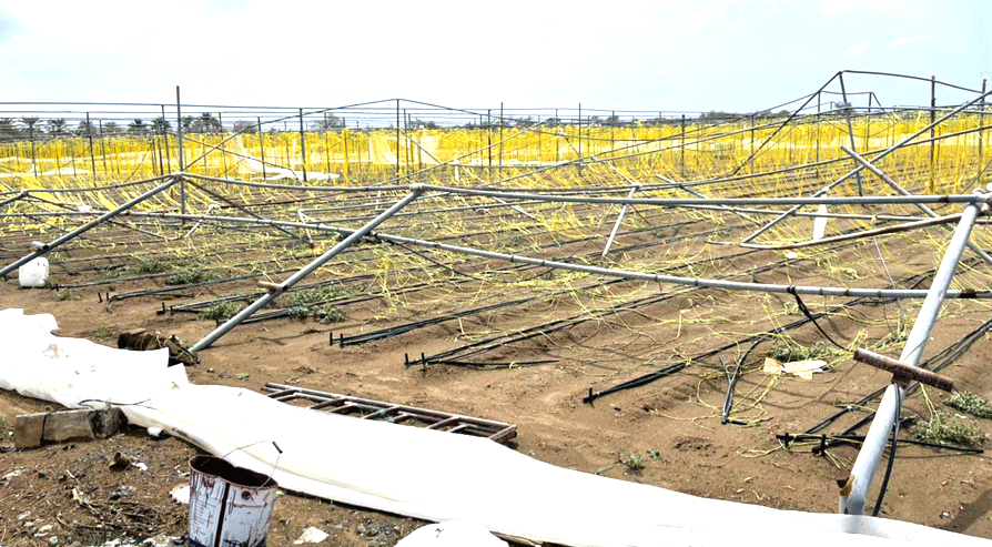 കൃഷിയിടങ്ങൾ തകർത്തെറിഞ്ഞ്​ ഷഹീൻ;   കാർഷിക മേഖലക്ക് വൻ നഷ്​ടം