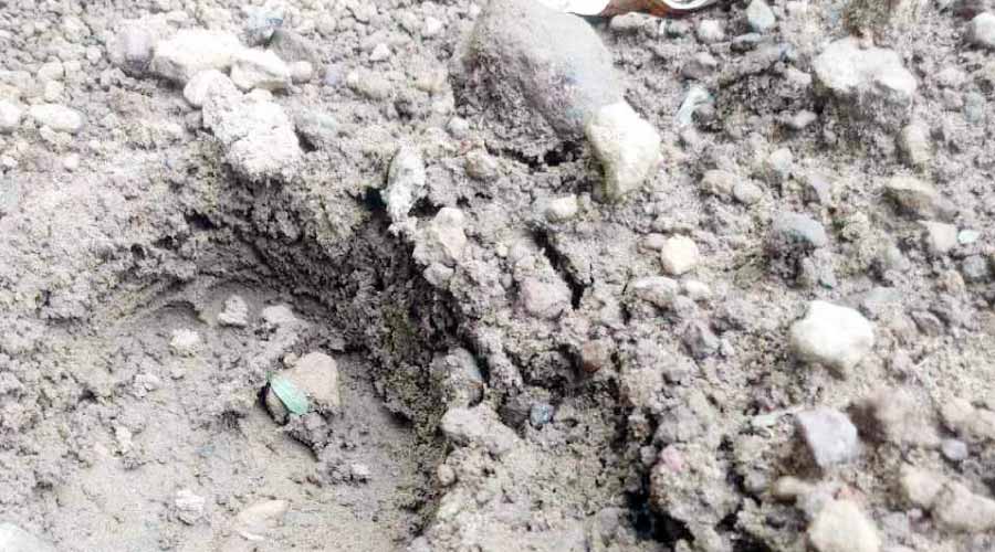 വാണിയപ്പാറയിൽ പുലിയെ കണ്ടതായി നാട്ടുകാർ വാണിയപ്പാറയിൽ പുലിയെ കണ്ടതായി നാട്ടുകാർ