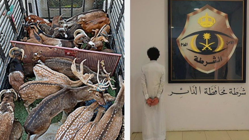 അനധികൃത മാൻ കടത്ത്: യമനി അറസ്റ്റിൽ അനധികൃത മാൻ കടത്ത്: യമനി അറസ്റ്റിൽ