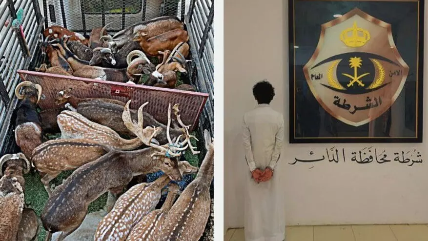 അനധികൃത മാൻ കടത്ത്: യമനി അറസ്റ്റിൽ അനധികൃത മാൻ കടത്ത്: യമനി അറസ്റ്റിൽ