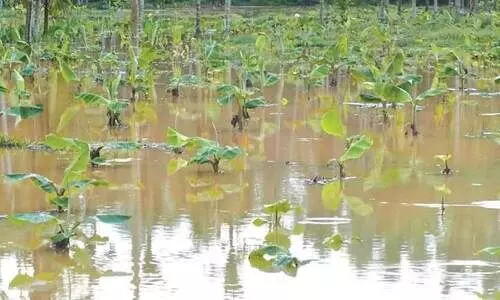 മഴയും, വെള്ളക്കെട്ടും; അരലക്ഷം വാഴകൾ നശിച്ചു