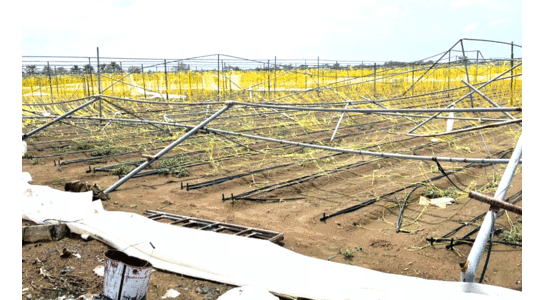 കൃഷിയിടങ്ങൾ തകർത്തെറിഞ്ഞ്​ ഷഹീൻ;   കാർഷിക മേഖലക്ക് വൻ നഷ്​ടം