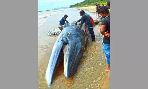 അഴീക്കൽ തുറമുഖത്ത്​ തിമിംഗലത്തി​െൻറ ജഡം