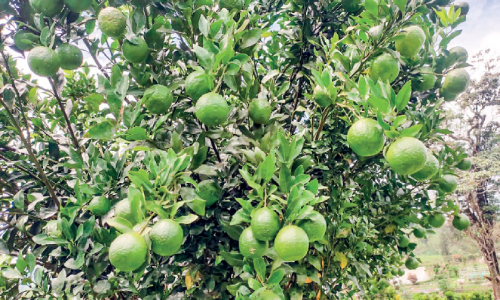 Nelliyampathy Orange Farm