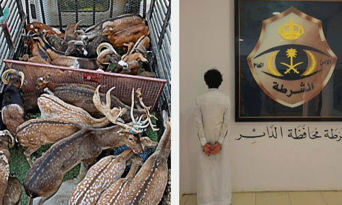 അനധികൃത മാൻ കടത്ത്​: യമനി അറസ്​റ്റിൽ