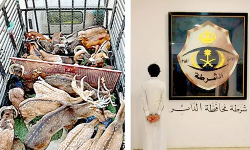 അനധികൃത മാൻ കടത്ത്: യമനി അറസ്റ്റിൽ അനധികൃത മാൻ കടത്ത്: യമനി അറസ്റ്റിൽ