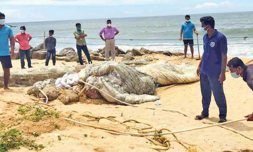 തീരത്തടിഞ്ഞ തിമിംഗലത്തെ കുഴിച്ചുമൂടി