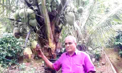 കുള്ളൻ തെങ്ങുകളുടെ പ്രചാരകനായി ജോസഫ്;  നാ​ളി​കേ​ര വി​ക​സ​ന ബോ​ർ​ഡി​െൻറ അം​ഗീ​കാ​ര​വും കി​ട്ടി