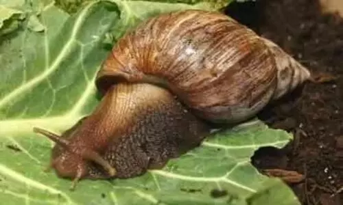 ആഫ്രിക്കൻ ഒച്ച്