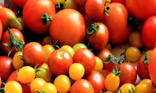tomato prices