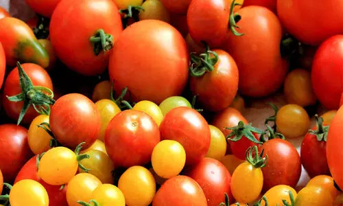 tomato prices