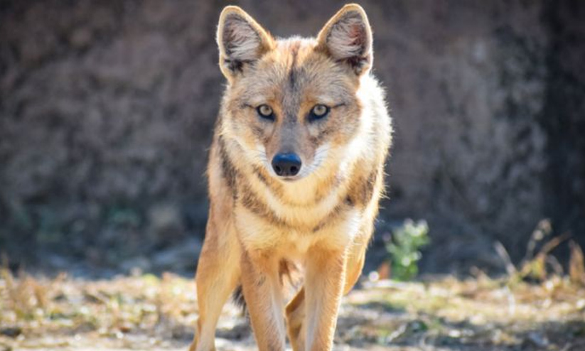 കുറുക്കന്‍റെ കടിയേറ്റ്​ ഗ്യഹനാഥന് പരിക്ക്​