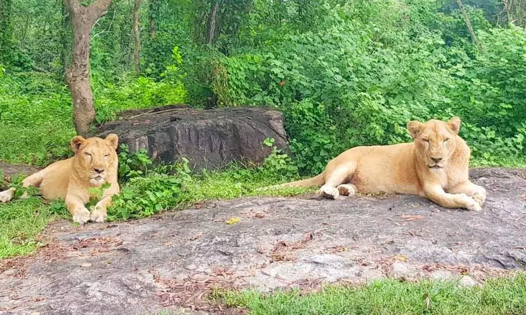 neyyar dam lion safari park