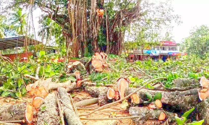 കോടാലി വീണു; ആ നന്മമരത്തിനും