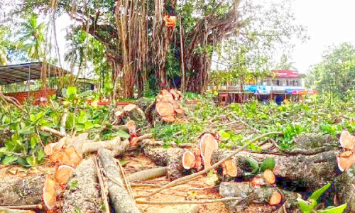 കോടാലി വീണു; ആ നന്മമരത്തിനും