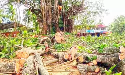 കോടാലി വീണു; ആ നന്മമരത്തിനും